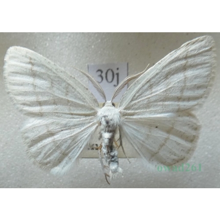 Cabera pusaria (Linnaeus, 1758) Ciemnokres wierzbowiec Czech30j